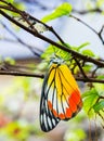 Common jezebel butterfly Royalty Free Stock Photo