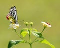 Common Jezebel butterfly with a cotton bug Royalty Free Stock Photo