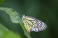 Common jezebel butterfly Royalty Free Stock Photo