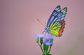 Common Jezebel butterfly Delias eucharis is seated on Lantana flowers, a close-up side view of colourful wings in a blurred gre