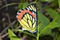 Common Jezebel Butterfly Femal Delias Eucharis