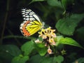 common Jezebel butterfly Royalty Free Stock Photo