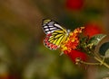 The Common Jezebel (Delias eucharis) Royalty Free Stock Photo