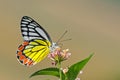 Common Jezebel Delias eucharis butterfly. Royalty Free Stock Photo