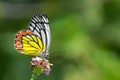 Common Jezebel Delias eucharis butterfly. Royalty Free Stock Photo