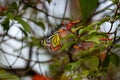 Common Jezebel on a flower Royalty Free Stock Photo