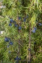 Common juniper with blue berries Royalty Free Stock Photo