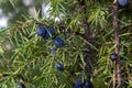 Common juniper with blue berries Royalty Free Stock Photo