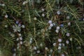 Common juniper