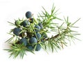 Common Juniper (Juniperus communis)