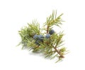 Common Juniper (Juniperus communis) fruits