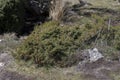 Common Juniper, Juniperus communis subsp. alpina