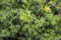Common Juniper, Juniperus communis subsp. alpina