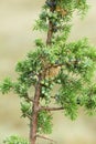 Common juniper, Juniperus communis twig with berries Royalty Free Stock Photo