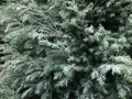 Chamaecyparis, Pisifera (White Ice) with morning dew.