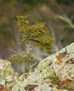 Common Juniper tree growing on highland rocks Royalty Free Stock Photo