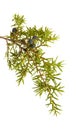 common juniper twig with ripe and unripe berries