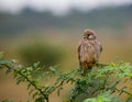 Common Kestral India.