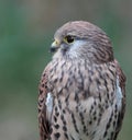 Common Kestrel Royalty Free Stock Photo