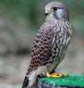 Common Kestrel Royalty Free Stock Photo