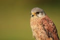 Common kestrel Royalty Free Stock Photo