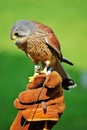 Common Kestrel Royalty Free Stock Photo