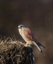 Common kestrel Royalty Free Stock Photo