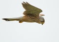 Common Kestrel Royalty Free Stock Photo