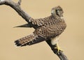 Common kestrel bird