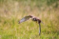 The common kestrel in flight up close Royalty Free Stock Photo