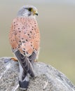 Common kestrel sitting in rock Royalty Free Stock Photo