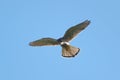 The common kestrel hovering over its prey Royalty Free Stock Photo