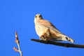 Common kestrel in the branch