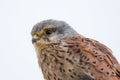 Common Kestrel close up Royalty Free Stock Photo