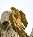 A common kestrel close up Royalty Free Stock Photo