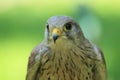 Common kestrel