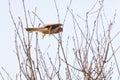 Common kestrel doing a flyby against a tree with a clear blue sky Royalty Free Stock Photo