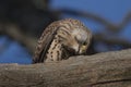 Kestrel eating the remains of a worm