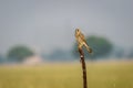 Common kestrel or european kestrel or Falco tinnunculus bird closeup perched in scenic grassland background during winter