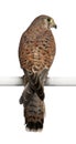 Common Kestrel, Falco tinnunculus