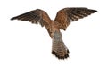 Common Kestrel, Falco tinnunculus Royalty Free Stock Photo