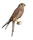 Common Kestrel, Falco tinnunculus Royalty Free Stock Photo