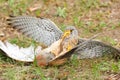 Common Kestrel (Falco tinnunculus)