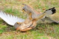 Common Kestrel (Falco tinnunculus) Royalty Free Stock Photo