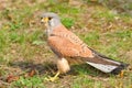 Common Kestrel (Falco tinnunculus) Royalty Free Stock Photo