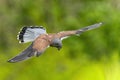 Common Kestrel Falco tinnunculus bird of prey Royalty Free Stock Photo