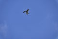 Common kestrel, Falco tinnunculus, hovering over its prey Royalty Free Stock Photo