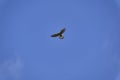 Common kestrel, Falco tinnunculus, hovering over its prey Royalty Free Stock Photo