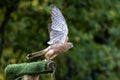 Common kestrel, Falco tinnunculus is a bird of prey species belonging to the falcon family Falconidae Royalty Free Stock Photo