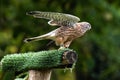 Common kestrel, Falco tinnunculus is a bird of prey species belonging to the falcon family Falconidae Royalty Free Stock Photo